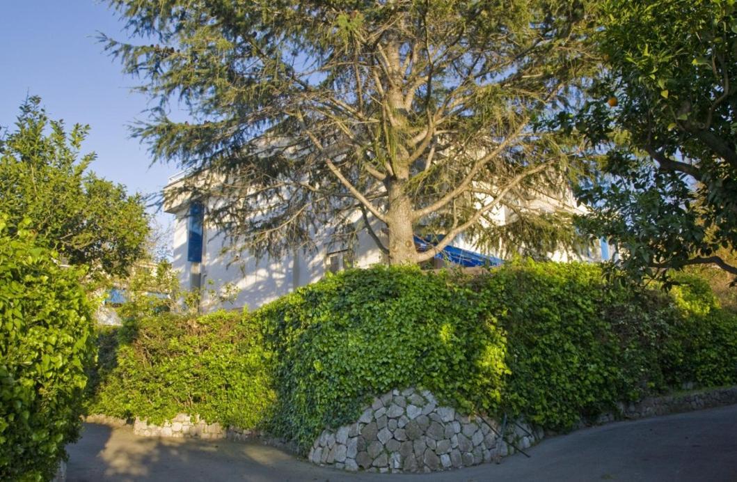 Villa Francesca Sorrento Exterior photo